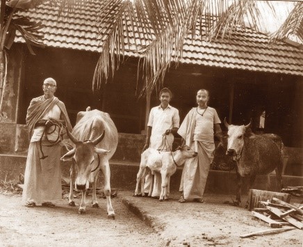 Cows_Old_Ashram
